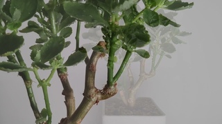 Kalanchoe blossfeldiana Bonsai 360 Update