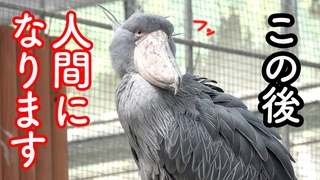 【激レア】もう人間にしか見えないハシビロコウふたばちゃん!【春のふたば23】spring futaba23 Futaba,the Shoebill ハシビロコウふたば　掛川花鳥園  2023年4月
