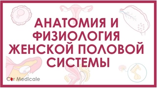 Анатомия и физиология женской половой системы - обзорно