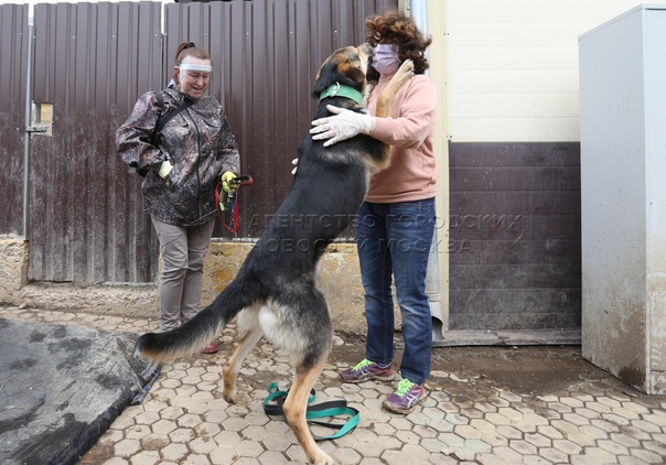 контактный зоопарк. приют некрасовка для животных сайт. александр шестаков приют некрасовка. собачий приют люберцы. приют некрасовка для животных сайт.