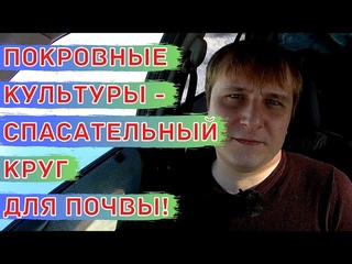 Покровные культуры. Сидераты