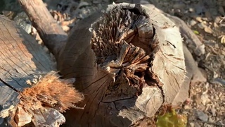 Бобры повалили деревья у озера. Beavers den by the lake.