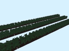 Cabbage_wet-spline