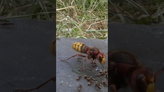 Des fourmis légionnaires forment un pont vivant pour envahir un nid de guêpes.
