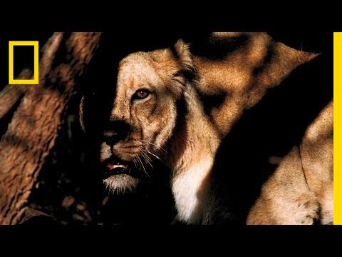 Face Off with a Lion, Nat Geo