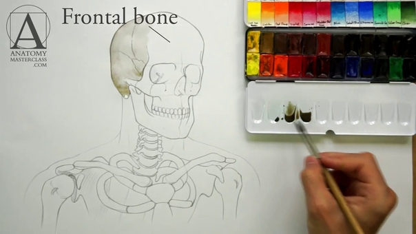 Anatomy of the head Neck and Shoulders Anatomy Master Class for figurative