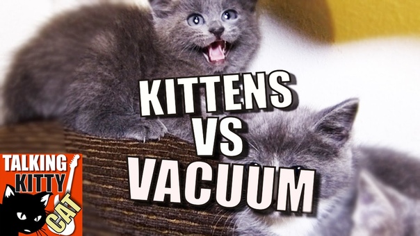 Talking Kitty Cat 49 Kittens vs.