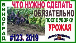 Не ОБРЕЗАЙТЕ ВИНОГРАД пока не сделаете ЭТО. Неотложные мероприятия после СРЕЗКИ гроздей винограда