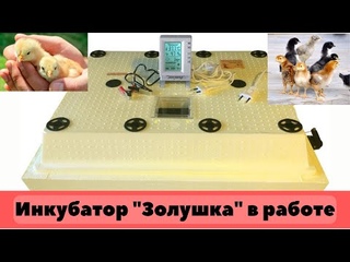 Вывод цыплят с помощью инкубатора Золушка
