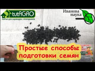 ТАК РАССАДА НЕ УПАДЕТ! Сеем семена лука и других растений на сильные всходы и богатый урожай.