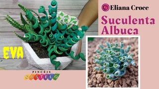 SUCULENTA Albuca CARACOL de Eva
