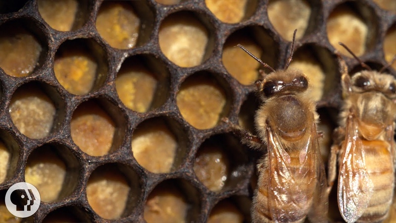 Honey Bees Make Honey. .. and Bread , Deep