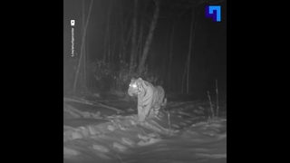 Фотоловушка заповедника в ЕАО запечатлела беседы семьи амурских тигров
