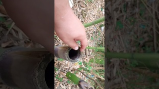 Бамбуковое дерево в разрезе, бамбуковая роща. С Вами не Дроздов, но Рычков, Meurch