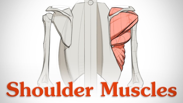 How to Draw Shoulder Muscles Anatomy and