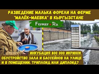 800 000 икринок, а сколько форели Бизнес по инкубации икры, выращиванию малька и товарной форели.