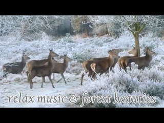 Relax music and the beauty of the forest - all this for your rest and relaxation
