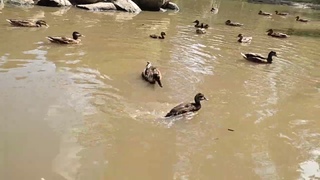 Идёт зверьё на водопой .  Бегут ! Бегут ! Наши сиротки !