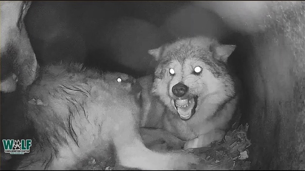 When Wolf Mamas Me Time Gets Interrupted By Needy