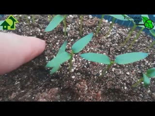 Рассада не растёт и желтеет. Пора ей помочь. А всего и надо...