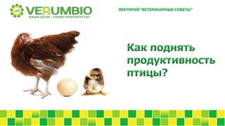 Как поднять продуктивность птицы