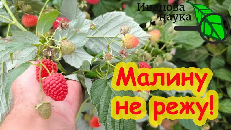 НЕ РЕЖЬТЕ МАЛИНУ Сперва посмотрите это видео. Я малину НЕ