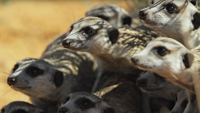 Meerkats vs Robot Cobra, Spy In The Wild, BBC