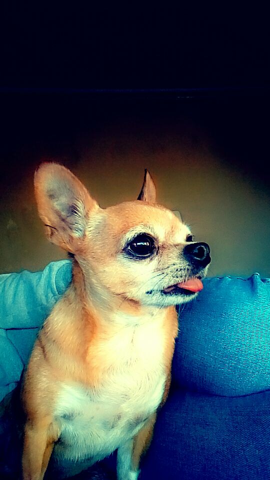 нету чихуахуа. нету чихуахуа. чихуахуа рыжего цвета. потерялась чихуахуа. потерялась собака чихуахуа ульяновск по кличке кокос.