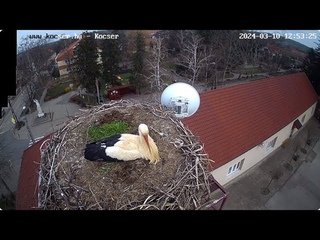 Kocsr, HU - visszarkezs a fszekre - 2024 03 10