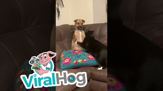 Dog Playing with Cat Puts Paws Up || ViralHog