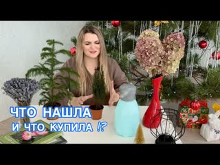 Накупила. Что за кипарисовик Элвуди Знакомство с Араукария