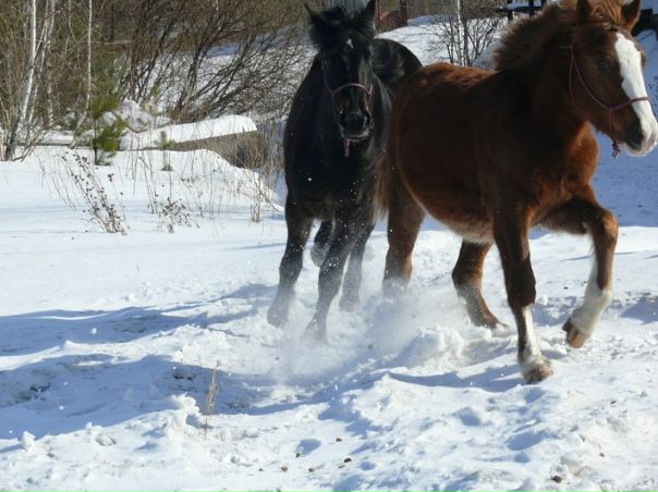 №8, Светлана Мармышева №8, Светлана Мармышева
