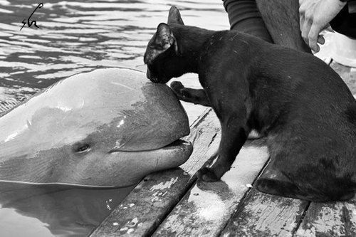 Сережка Orange | Петрозаводск