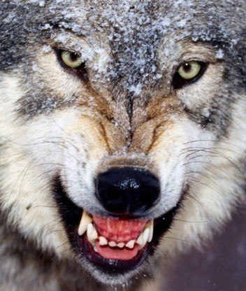 Сейран Арутюнов | Гуково