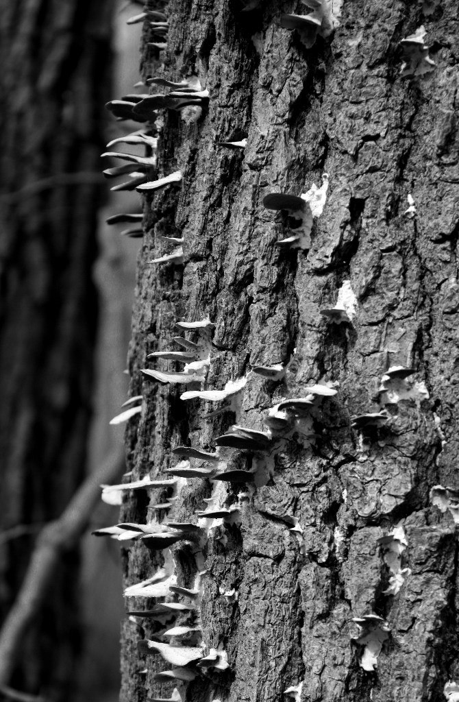 Valeriya Vandermark | Felton