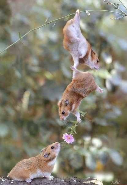 Leonid Stelmaschuk Leon_PC | 