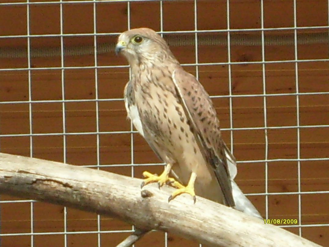 Лидия Шарохина | Ярославль (деревня)