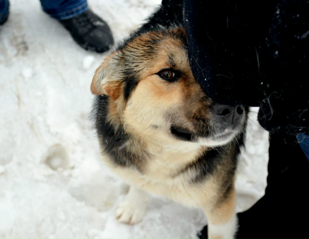 Виктория Пестрякова SH | 