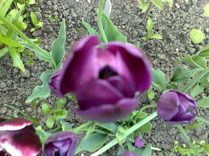 Алексей Яковлев | Москва