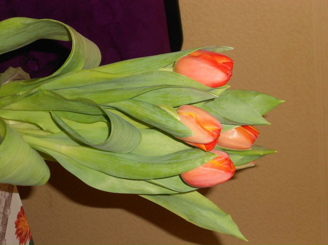 Настя Аванесян | Мончегорск