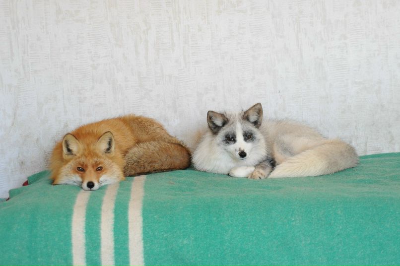 Евгений Лис aka Добрый Хитрый Лунный Чёрный | Лисичанск