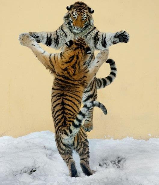 Инна Радулова | София