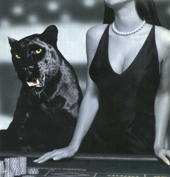 Серый Кардинал | 