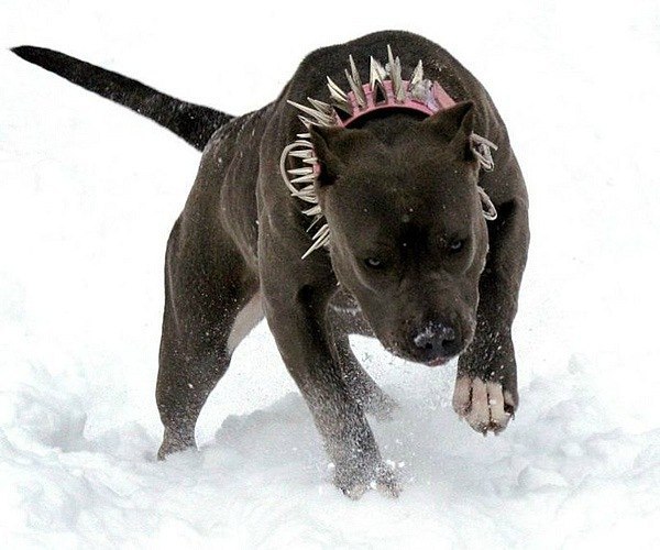 Максим Максимов | Павлоград