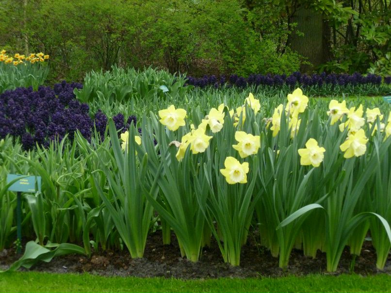 Алла Левченко | Киев