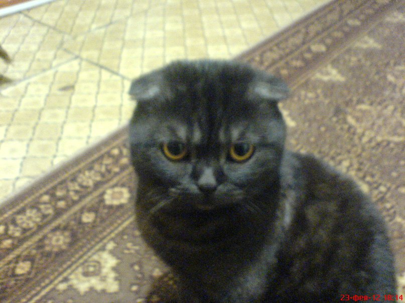 Елена Князева | 