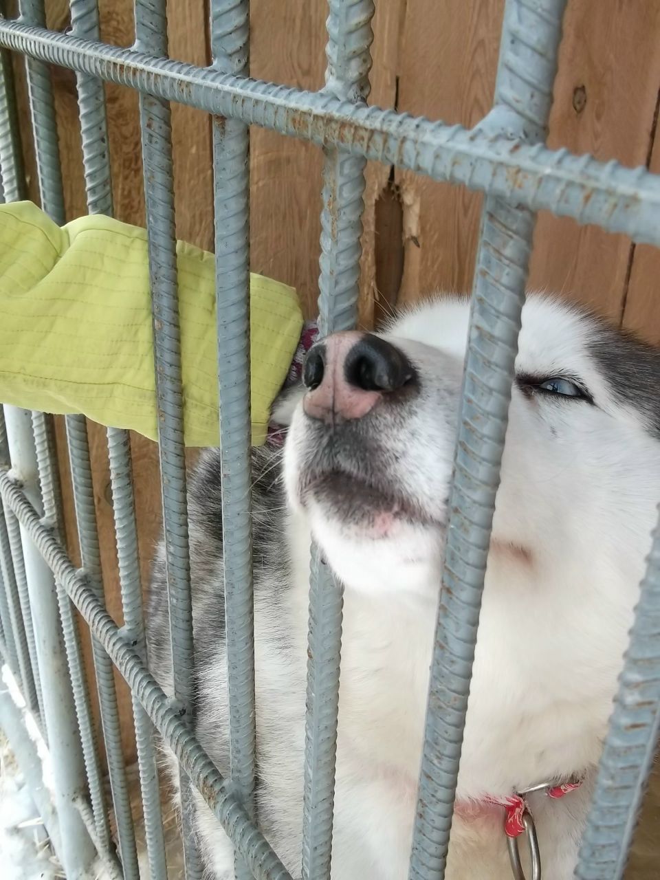 Нюргустана Константинова _Maestro_ | Якутск