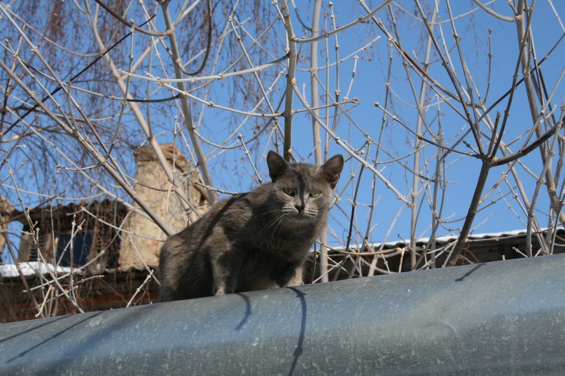 Светлана Плотникова | Нижний Новгород