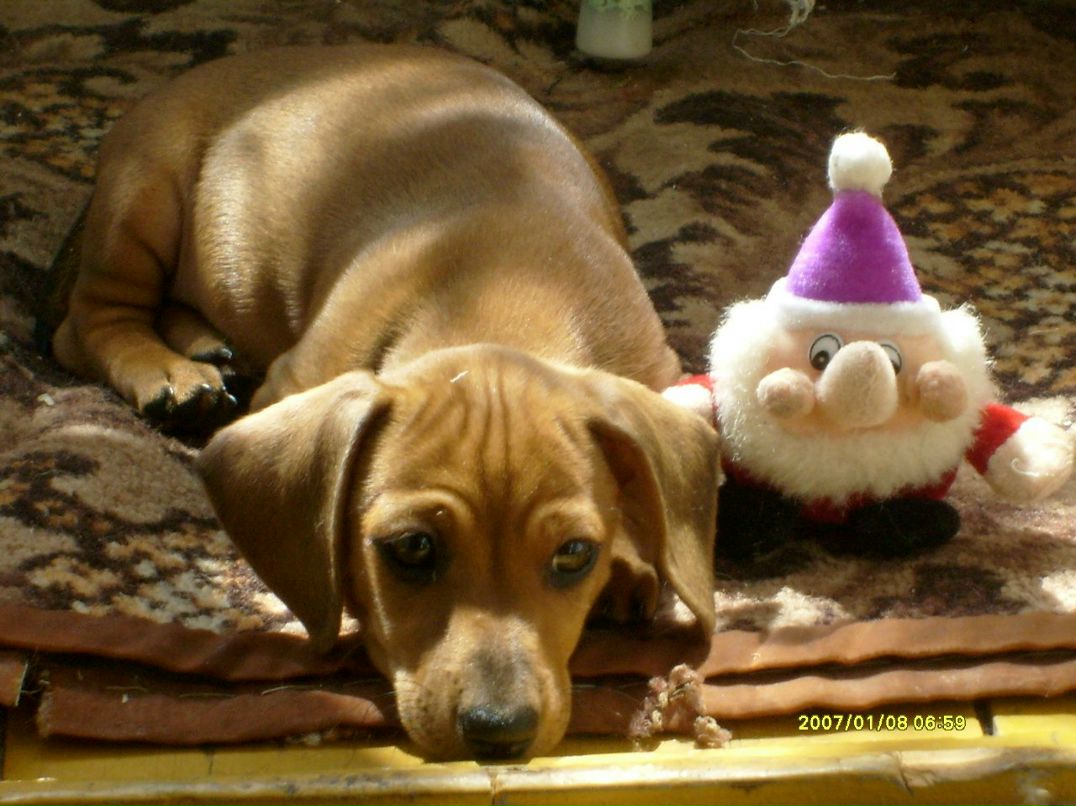 Ирина Семенкова | Коряжма