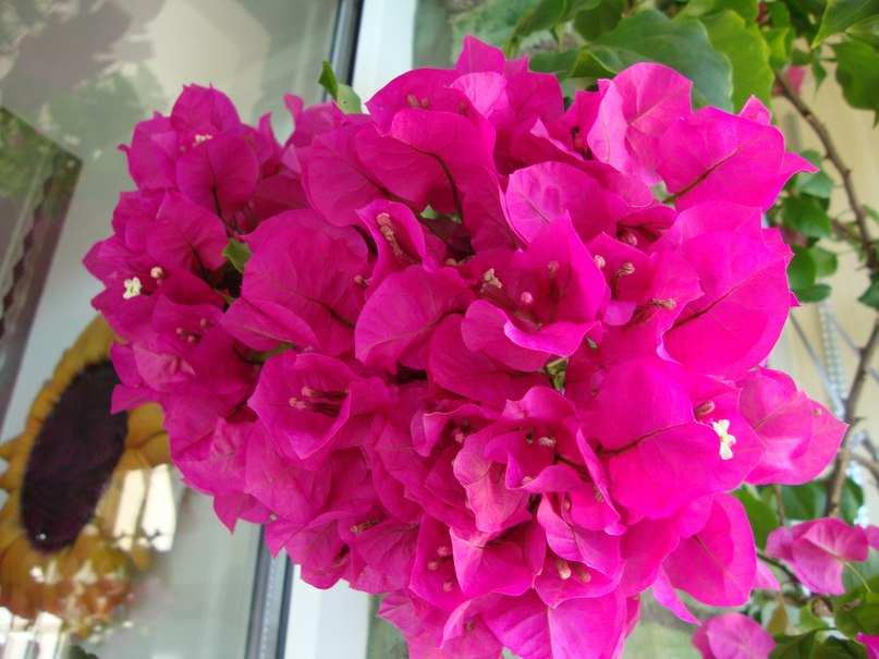 Елена Семёнова | Санкт-Петербург